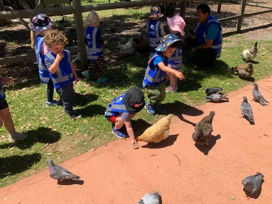 Children feeding chickens outdoors